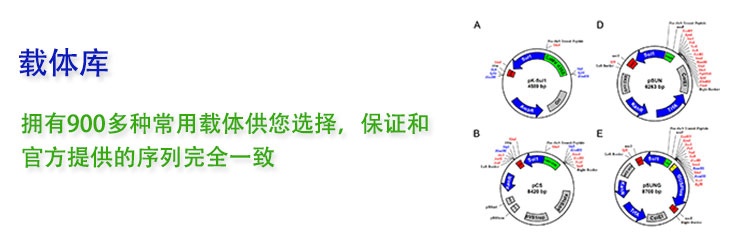 拥有900多种常用载体供您选择，保证和官方提供的序列完全一致